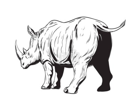 Illustration for Comics style drawing or illustration of a rhinoceros or rhino, an odd-toed ungulates in the family Rhinocerotidae, charging viewed from low angle isolated background in black and white retro style - Royalty Free Image