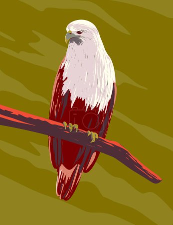Illustration for WPA poster art of a brahminy kite Haliastur indus or red-backed sea-eagle perching on branch viewed from front done in works project administration or art deco style - Royalty Free Image