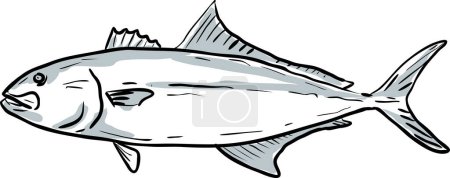Greater Amberjack Fishes Gulf of Mexico Cartoon Drawing