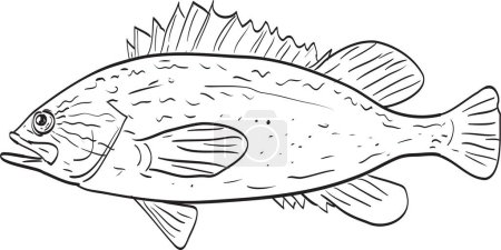Illustration for Kelp rockfish Side View Cartoon Drawing - Royalty Free Image
