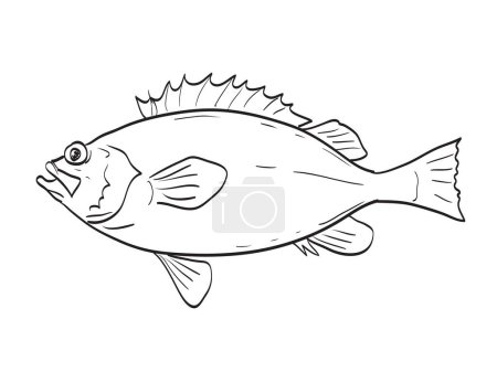 Ilustración de Acadian Redfish en Nueva Inglaterra y dibujo de dibujos animados de mediados del Atlántico - Imagen libre de derechos