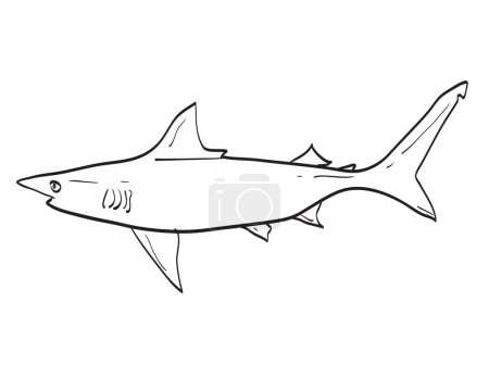 Ilustración de Atlantic Blacktip Shark Fish en Nueva Inglaterra y dibujo de dibujos animados del Atlántico Medio - Imagen libre de derechos
