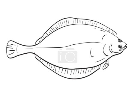 Illustration for American Plaice Fish in New England and Mid Atlantic Cartoon Drawing - Royalty Free Image