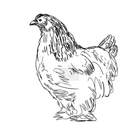 Téléchargez les illustrations : Dessin illustration de style croquis d'une poule Brahma, Brahma Pootra, Burnham, Gray Chittagong ou Shanghai, une race américaine de poulet domestique vu de côté fait dans l'art de la ligne noir et blanc - en licence libre de droit