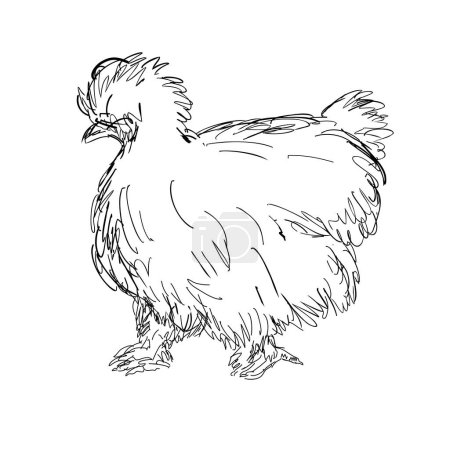 Ilustración de Dibujo ilustración estilo boceto de un Silkie, Silky o pollo de seda chino, una raza bantam de pollo doméstico visto desde un lado hecho en el arte de línea en blanco y negro - Imagen libre de derechos