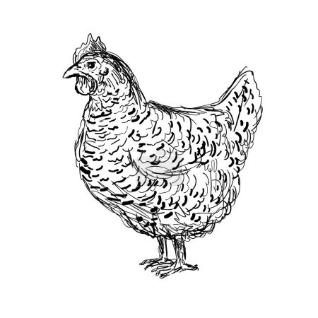 Téléchargez les illustrations : Dessin d'une illustration de style croquis d'une poule Plymouth Rock, Rock, Barred Rock, une race américaine de poulet domestique vue de côté sur fond blanc isolé fait dans l'art de la ligne noir et blanc - en licence libre de droit