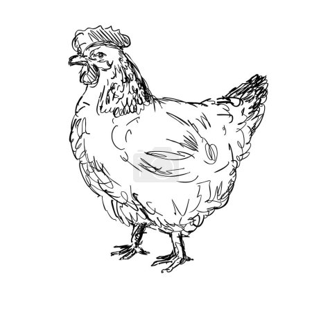Téléchargez les illustrations : Dessin d'une illustration de style croquis d'un vieux Sussex, Kent Fowl, poulet Sussex ou une poule vue de côté sur fond blanc isolé fait en noir et blanc line art. - en licence libre de droit