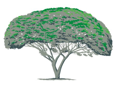 Téléchargez les illustrations : Affiche d'art WPA d'un arbre Mimosa ou Albizia julibrissin avec des branches largement répandues, tronc court et large, couronne surmontée plat fait dans le style d'administration de projet d'œuvres ou style de projet d'art fédéral - en licence libre de droit