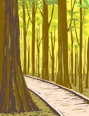 Illustration for WPA poster art of old growth bottomland hardwood forest in Congaree National Park in central South Carolina USA done in works project administration or federal art project style - Royalty Free Image