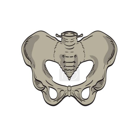 Illustration for Medical illustration drawing of the sacroiliac joints linking the pelvis or ilium and lower spine or sacrum viewed from the front cross section on isolated background - Royalty Free Image