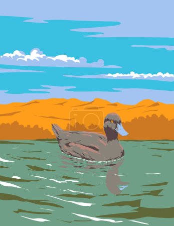 Illustration for Art Deco or WPA poster of a blue billed duck or Oxyura australis swimming in lake found in southern Queensland, New South Wales, Victoria in Australia done in works project administration style - Royalty Free Image