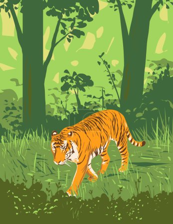 Téléchargez les illustrations : Affiche Art déco ou WPA d'un tigre ou d'un tigre Panthera rôdant dans la réserve de tigres Kanha ou le parc national Kanha-Kisli dans le Madhya Pradesh, en Inde, réalisée dans le style d'administration de projet de travaux - en licence libre de droit