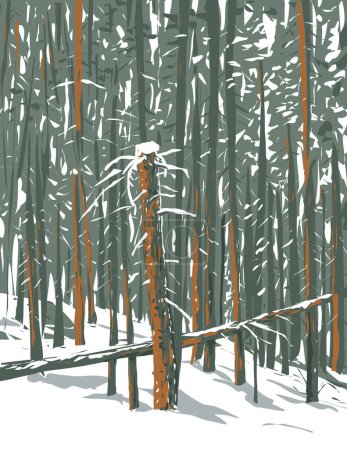 Ilustración de Afiche WPA arte del bosque de abeto subalpino, pino limbar y pino cerdas en invierno en Echo Lake, Idaho Springs en Colorado, EE.UU. hecho en la administración de proyectos de obras o estilo de proyecto de arte federal - Imagen libre de derechos