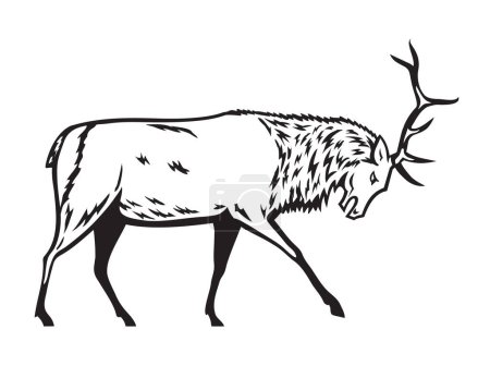 Ilustración de Ilustración de una mascota de un alce toro, Cervus canadensis, o wapiti, una especie dentro de la familia de los ciervos, Cervidae en posición de lucha vista desde un lado sobre un fondo aislado en estilo retro blanco y negro - Imagen libre de derechos