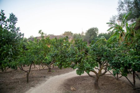 Foto de Plantas de limón con camino polvoriento en un campo - Imagen libre de derechos