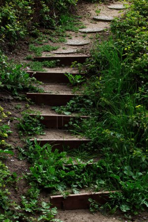 Téléchargez les photos : Chemin menant vers le haut de la colline avec des étapes de saleté bordées de bois et des pierres à marches de ciment Plantes vertes - en image libre de droit