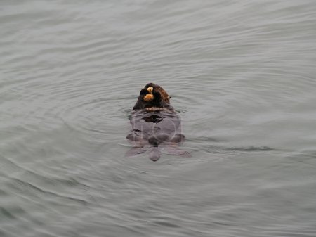 Photo for Sea Otter On Back Eating Shellfish In Marina At Moss Landing California - Royalty Free Image
