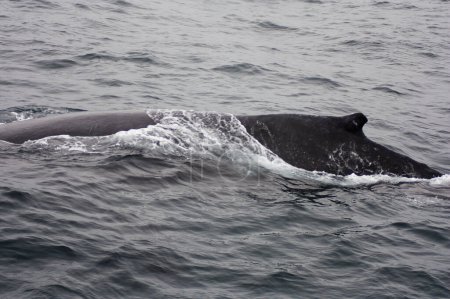 Foto de Humpback Whale Fin And Back Breaking The Surface Of Monterey Bay California - Imagen libre de derechos