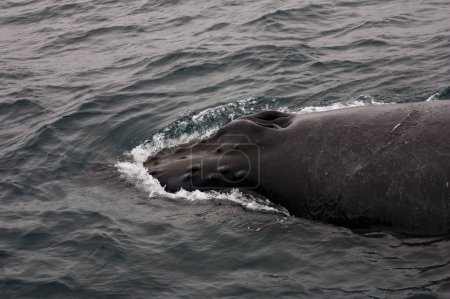Foto de Blowholes And Back Of Humpback Whale Breaking Surface Of Monterey Bay California - Imagen libre de derechos