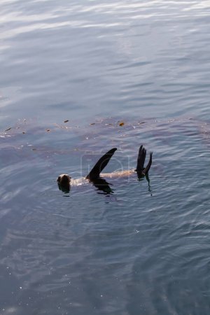 Foto de León marino en Moss Landing California flotando con aletas fuera del agua - Imagen libre de derechos