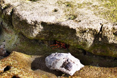 Krabben verstecken sich unter Felsvorsprung Papeete Französisch-Polynesien Tahiti Südpazifik