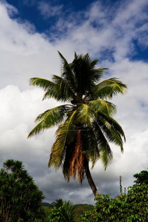 Ein einziger Kokosnussbaum mit weißen Wolken und blauem Himmel Papeete Französisch-Polynesien Tahiti Südpazifik