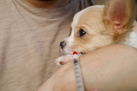 Sick little Chihuahua puppy is injected with liquid medicine using syringe during medical treatment