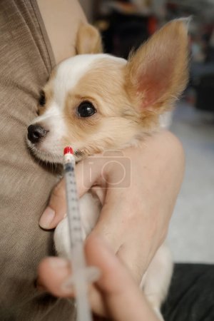 Sick little Chihuahua puppy is injected with liquid medicine using syringe during medical treatment