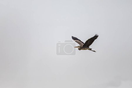 Foto de Hermosa espátula euroasiática o espátula común (Platalea leucorodia) en vuelo. Fondo cielo azul. - Imagen libre de derechos