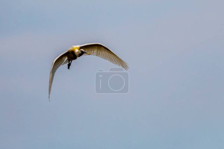 Foto de Hermosa espátula euroasiática o espátula común (Platalea leucorodia) en vuelo. Fondo cielo azul. - Imagen libre de derechos