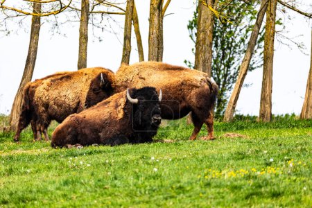 Téléchargez les photos : Bison européen Bison bonasus wile bovid bovine Europe - en image libre de droit