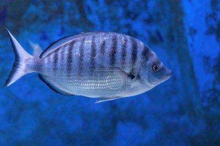 besugo (Diplodus puntazzo) o besugo, pez marino de aletas rayadas de la familia Sparidae, nativo del Mediterráneo, el Mar Negro y el Atlántico oriental.
