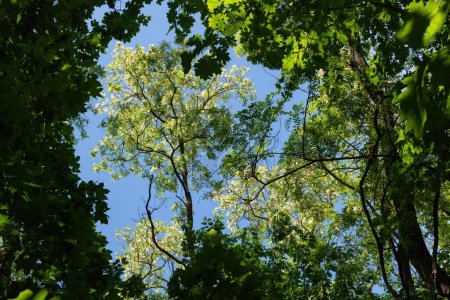 Árboles florecientes de robinia pseudoacacia en bosque primaveral, otros nombres: falsa acacia o langosta negra, árbol caducifolio en familia de los guisantes Fabaceae.