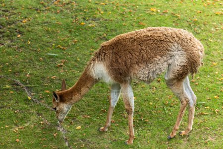 Llama (Lama glama) pastando en el prado, animal domesticado de América del Sur en la familia Camelidae.