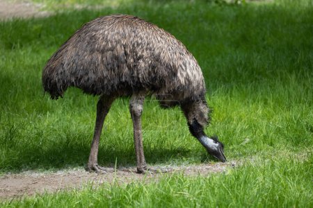 El emu (Dromaius novaehollandiae) ave pastando en el prado, animal endémico de la familia Casuariidae, nativo de Australia.