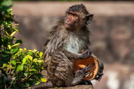 Wet Crab-eating macaque (Macaca fascicularis, Long-tailed macaque) holding coconut shell, monkey in the family Cercopithecidae, primate native to Southeast Asia.