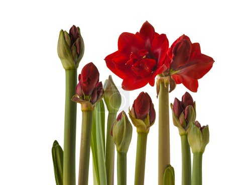 Foto de Pedúnculos con brotes y una flor en flor de color rojo oscuro Hippeastrum (amarilis) "Ninfa de terciopelo" Grupo Galaxy sobre fondo blanco aislado - Imagen libre de derechos