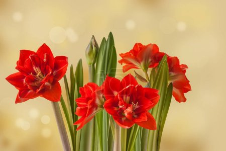 Blooming hippeastrum (amaryllis) Double Galaxy Group "Happy Nymph"   on green background. Holiday background for banner, calendar, postcard.