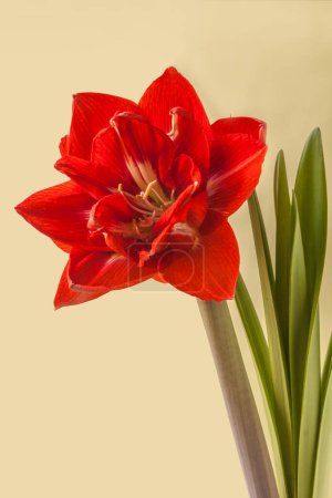 Photo for Blooming red hippeastrum (amaryllis) Double Galaxy Group "Happy Nymph"   on green background - Royalty Free Image