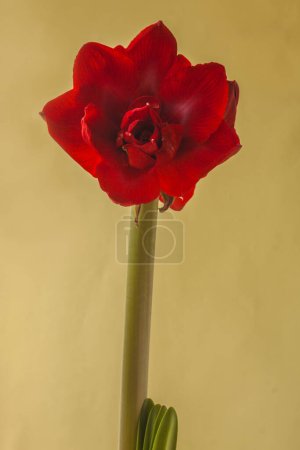 Photo for Bloom dark red Hippeastrum (amaryllis) "Velvet  Nymph" Double Galaxy Group  on green background - Royalty Free Image