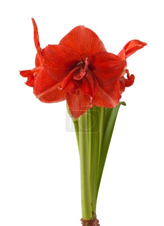 Photo for Bloom of Amaryllis (Hippeastrum) Double  Galaxy Group "N28"  on a white background isolated. - Royalty Free Image