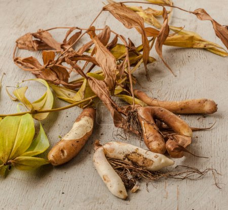 Photo for Gloriosa roots immediately after end of  growing season in  fall against the background of yellowed stem and leaves. Concept of the end of  garden season. Flat lay - Royalty Free Image