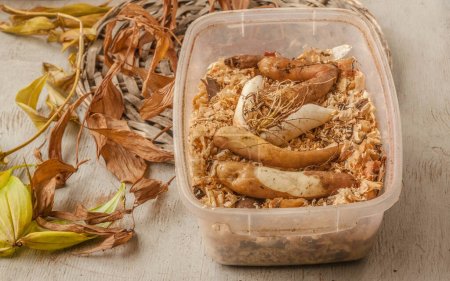 Téléchargez les photos : Plastic box with sawdust for storing Gloriosa bulbs in winter. End of vegetation. Autumn - en image libre de droit