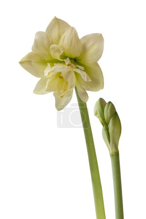 Photo for Bloom of Amaryllis (Hippeastrum) Double  Galaxy Group "Marilyn"  on a white background isolated. - Royalty Free Image