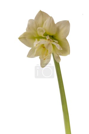 Photo for Bloom Amaryllis (Hippeastrum) Double  Galaxy Group "Marilyn"  on a white background isolated. - Royalty Free Image