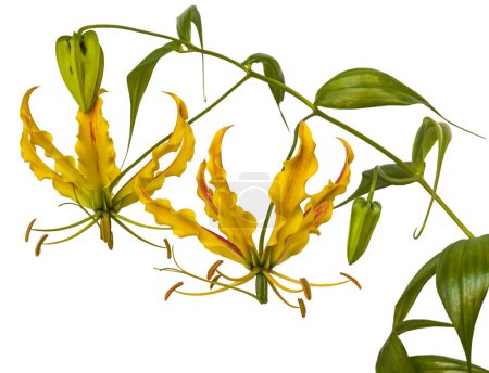 Liana Gloriosa oder Flammenlilie oder Feuerlilie oder Gloriosa Lilie, Gloriosa Lilie, herrliche Lilie, Kletter- und Kriechlilie mit Knospen und offenen Blüten auf weißem Hintergrund isoliert