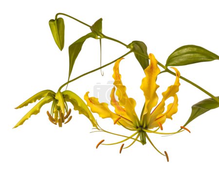 Téléchargez les photos : Blooms flower Gloriosa superba 'Rothschildiana', Gloriosa lily on white background isolate. An exotic liana from tropical and southern Asia and Africa, Australia and Oceania. - en image libre de droit