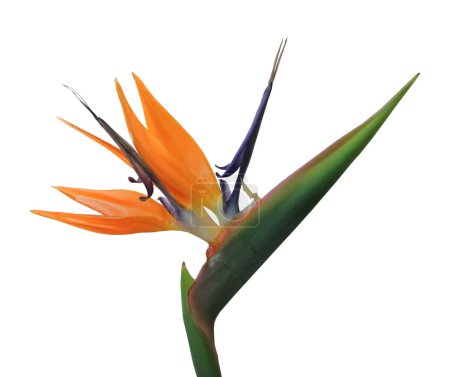 Photo for Exotic tropical flower of Strelitzia reginae or bird of paradise isolated on white - Royalty Free Image