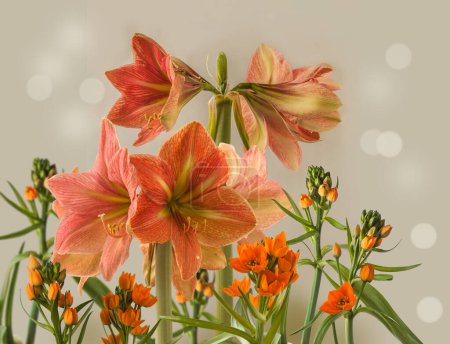 Photo for Blossom hippeastrum (amaryllis) Galaxy Group  "Terra Cotta Star" and  ornithogalum dubium on gray background. - Royalty Free Image