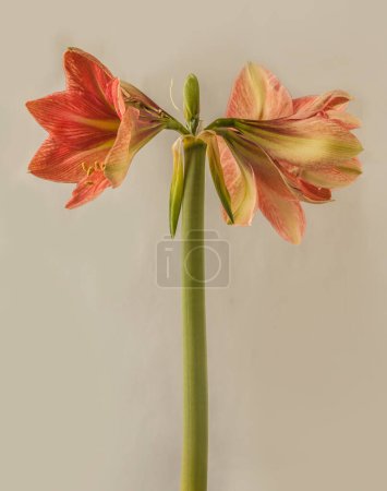 Photo for Blossom hippeastrum (amaryllis) Galaxy Group  "Terra Cotta Sta" on gray background. - Royalty Free Image